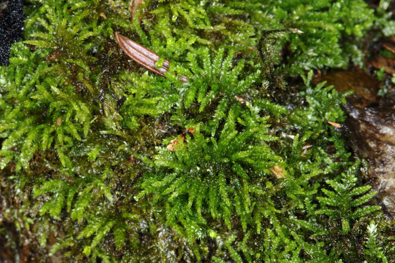 Eurhynchiastrum pulchellum